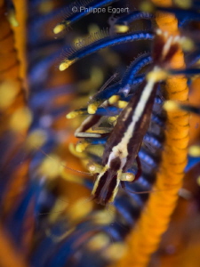 Feather-Star colores... Shrimped by Philippe Eggert 